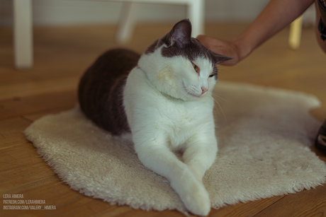 背が高くて巨乳のOnlyFans セックス 写真