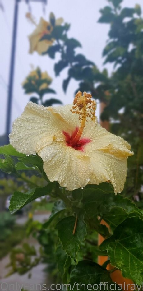 自然な赤毛のオンリーファンズ 無料 写真