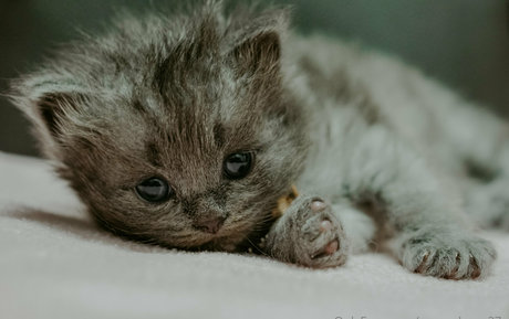 アラブのフェラチオOnlyFans 無料xxx ギャラリー