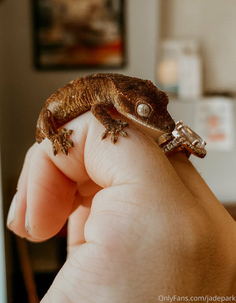 ウェブカメラ オンリーファンズ 美しい 写真