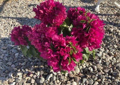 luxxxstone ポルノスター 美しい 写真