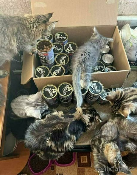 Fenix Fatalist 完璧なスター 写真