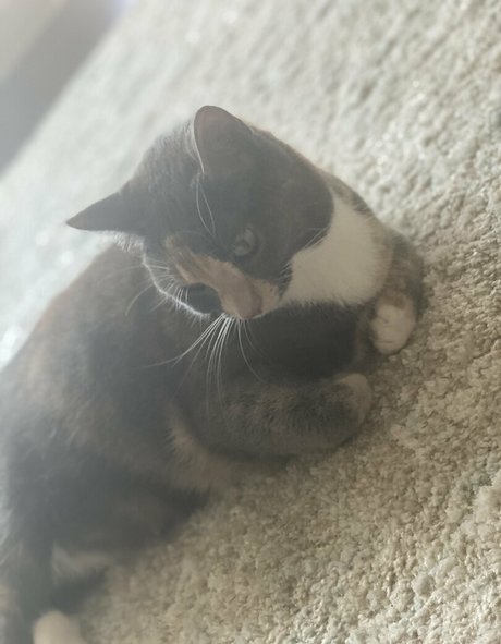 nyxiedust ポルノスター ベスト 画像