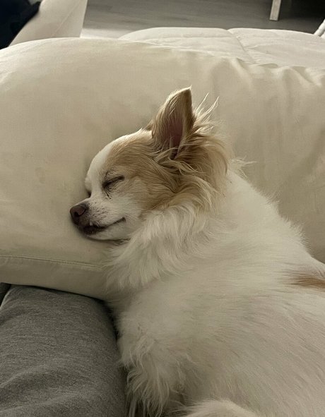 xsofiasunshine ポルノスター 高品質 写真