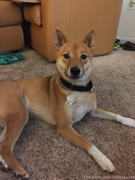 Dahlialuxxx ポルノスター 無料 画像