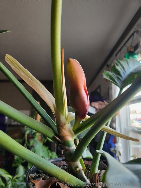 Stephanienlgeorge アダルトモデル 写真