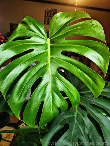 Stephanienlgeorge xxxスター 画像