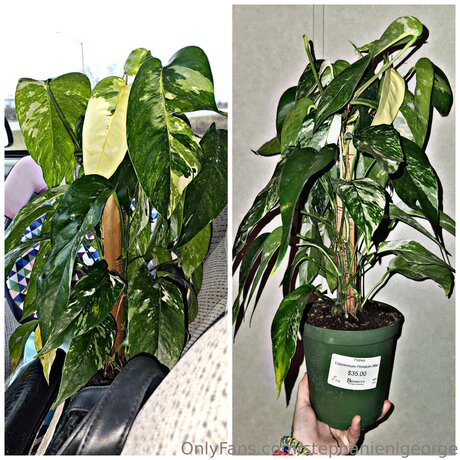 Stephanienlgeorge スター ヌード 画像