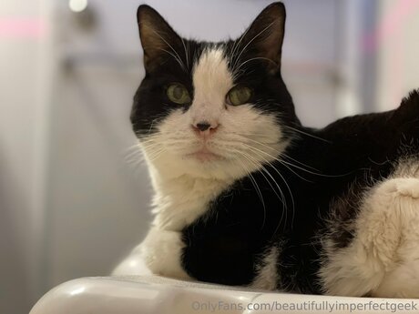 Beautifullyimperfectgeek HDスター アーカイブ