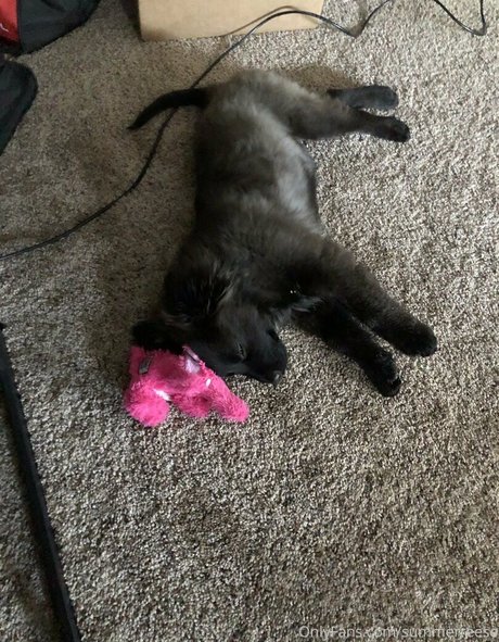 Summerreese トップポルノスター 写真