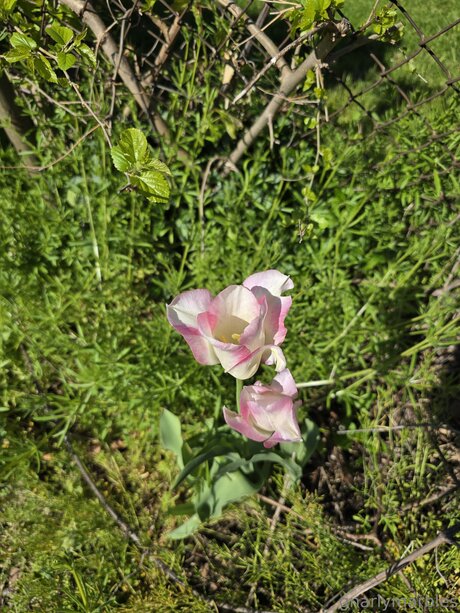 ラバーオンリーファン 無料アダルト 画像