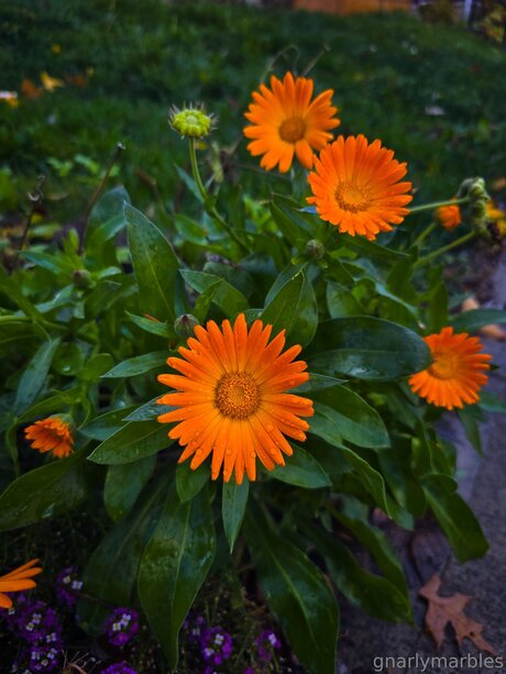 黒檀の猫オンリーファンズ ホットxxx アーカイブ