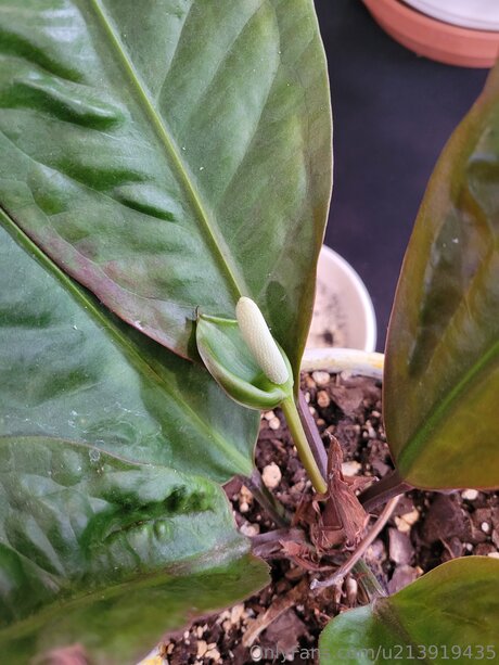 U213919435 セクシーモデル 画像