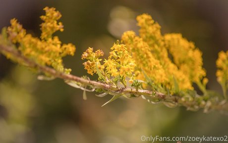 ブラジルの猫オンリーファンズ 美しいヌード 写真