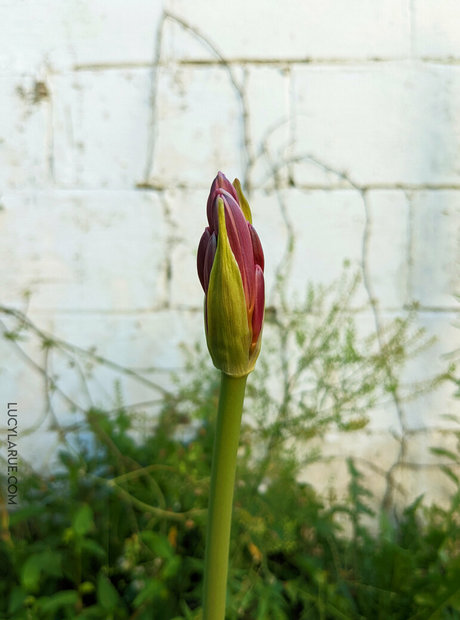 lucylarue 美しいモデル 写真