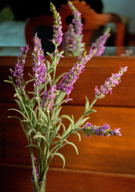 lucylarue スター xxx 画像