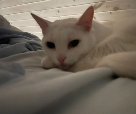 laraloxley HDモデル 写真