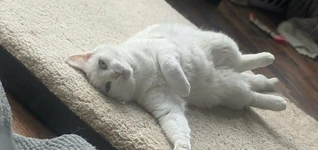 laraloxley ポルノスター 高品質 写真