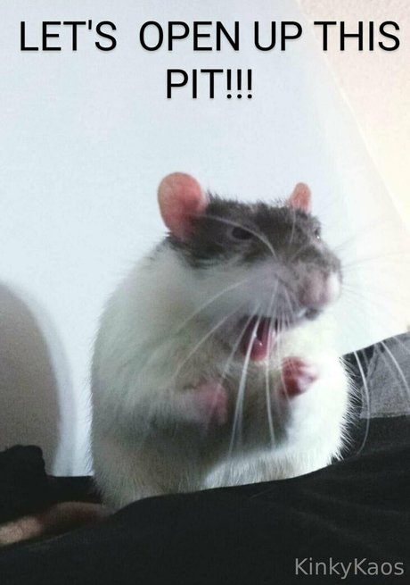 kinkykaoskings 独占スター ギャラリー