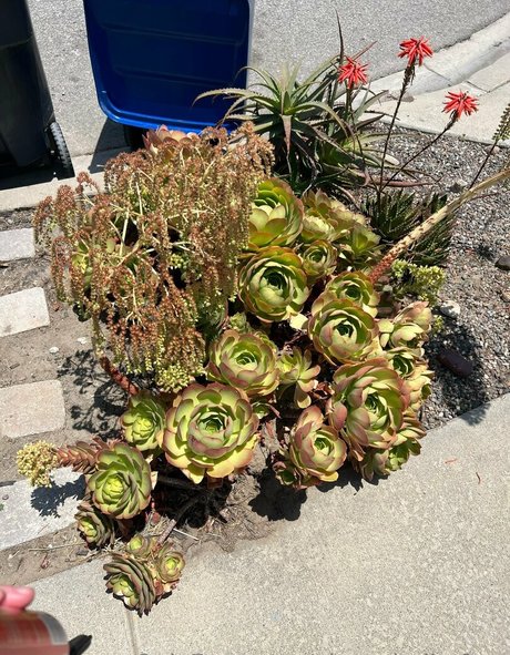 vixenshelbyfree 完璧な女優 ギャラリー