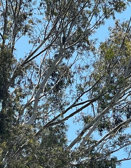 vixenshelbyfree 完璧なスター 写真