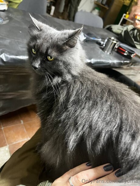 dryoma 美しいモデル 画像