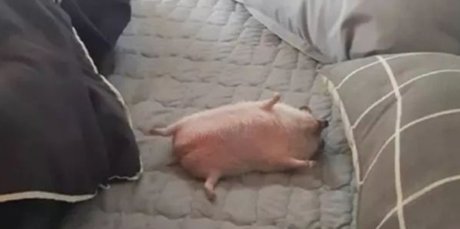 Lan ポルノスター 無料 写真