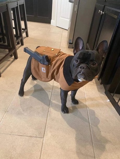 Lil Orlando スター 画像