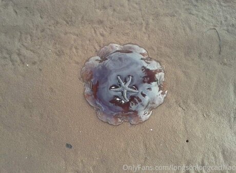 Cadillac アダルト女優 画像