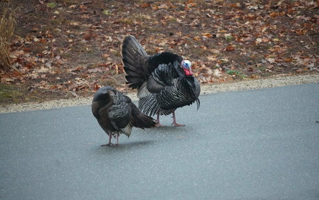 クーガーオンリーファンズ 無料アダルト ギャラリー