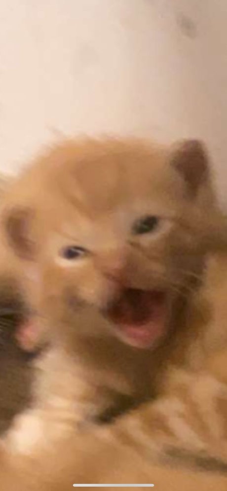 Isaac Gonzalez HD女優 画像