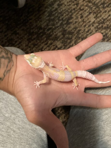 Kristan Skenandore ポルノスター ヌード 写真