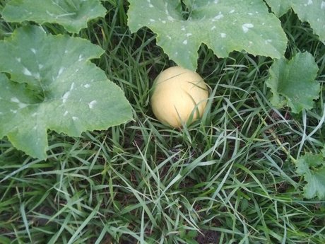 アマチュア自家製OnlyFans トップ 画像