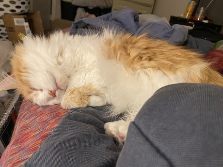 Mitzi 美しいスター 写真