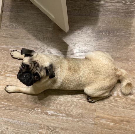 hisreverie ポルノスター セクシー 写真