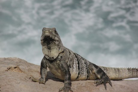 Gab HDポルノスター 写真