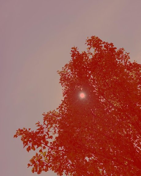 monique_ エロティック女優 画像