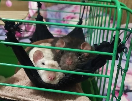 Mr Fufu Duduch amp amp Mr Churchill rats_ 裸モデル ギャラリー