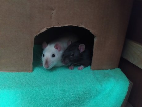 Mr Fufu Duduch amp amp Mr Churchill rats_ 素敵なスター 写真