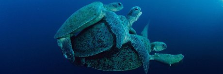 Mrlongdck HDスター ギャラリー