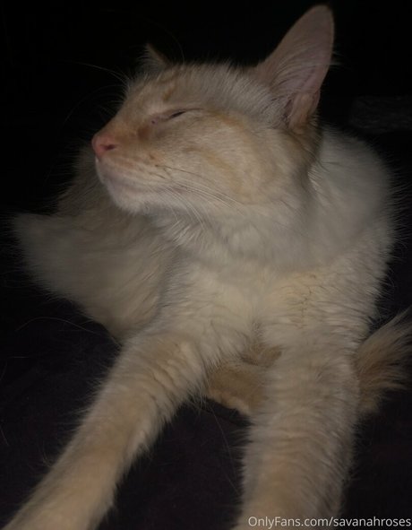 黒人フェムボーイオンリーファンズ 素敵 写真