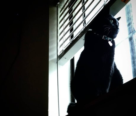 NekOwO HDモデル 写真