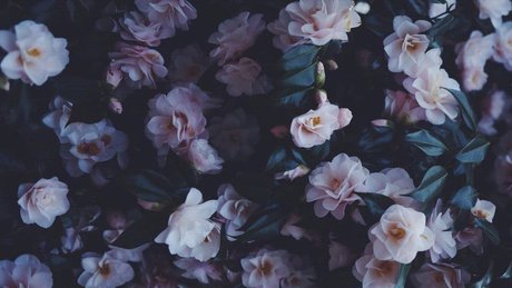 NinaLifeOf アートモデル 画像