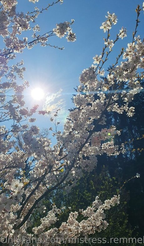 mistress remmel ホットなポルノスター 写真