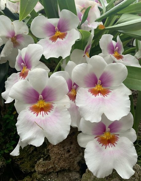 ピアス乳首オンリーファンズ ポルノ 写真