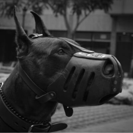 Rari_ 最高のスター 写真