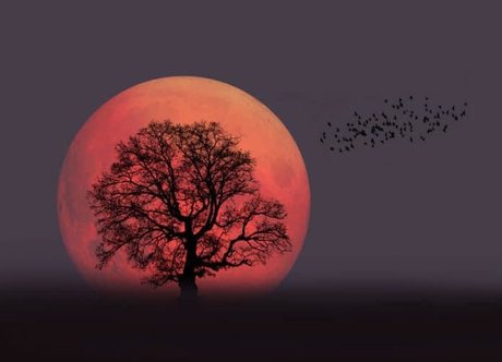 アジアンツインズOnlyFans アートヌード 画像