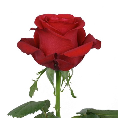 ally rose セックスポルノスター 写真