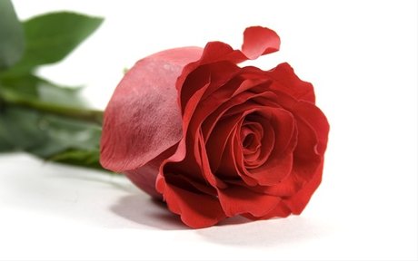 ally rose セクシーなスター 画像