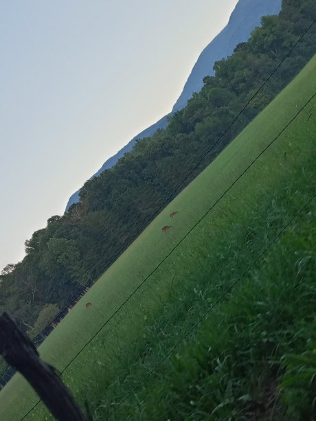 Alecia Ray ポルノ女優 写真